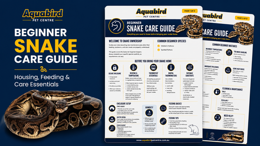 Beginner Snake Care Guide: Everything You Need to Know Before Bringing a Snake Home