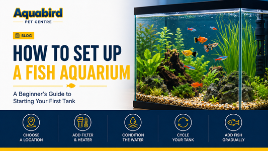 How to Set Up a Fish Aquarium: A Beginner's Guide to Starting Your First Tank