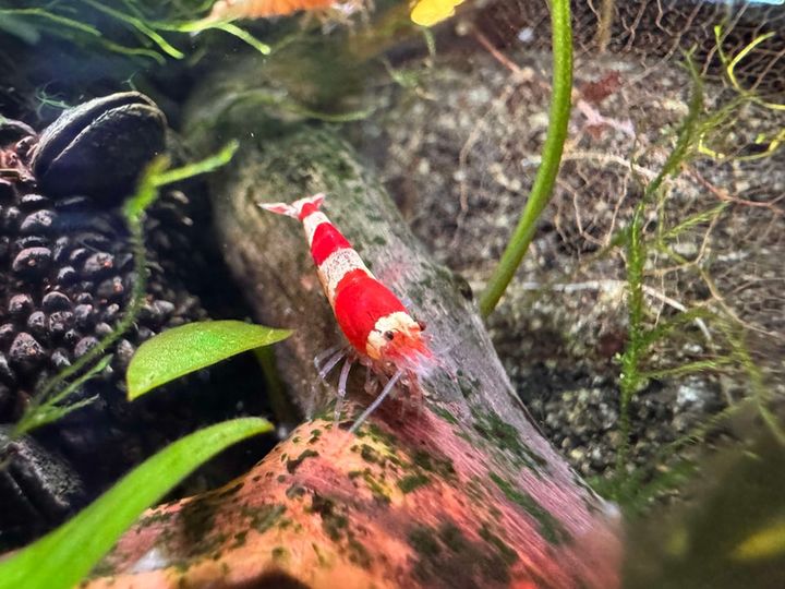 Shrimp
