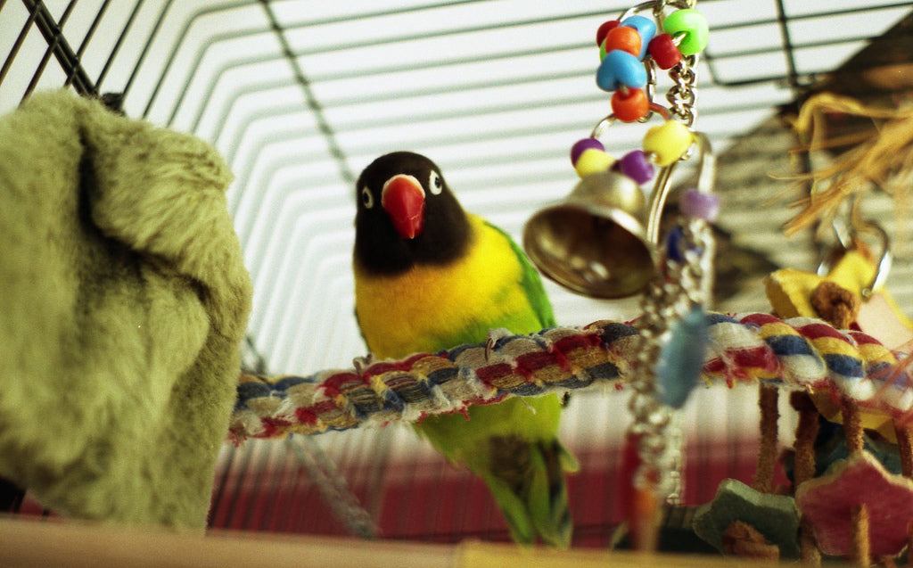 Bird Toys