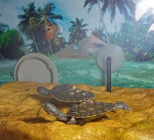 Urs Turtle Tank - Medium