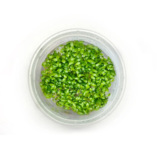 Tc - Glossostigma Elatinoides