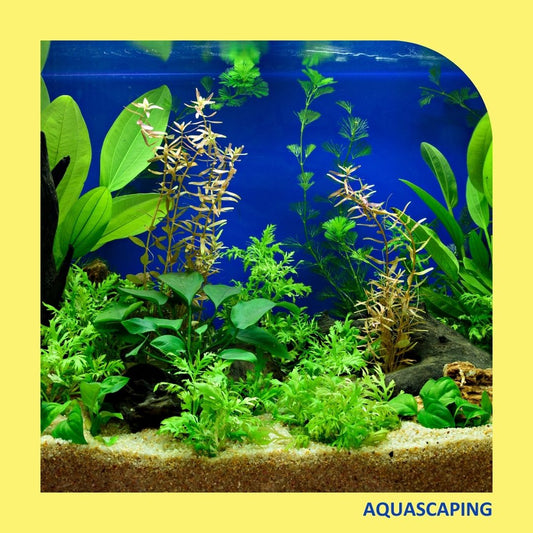 Aquabird Toowoomba