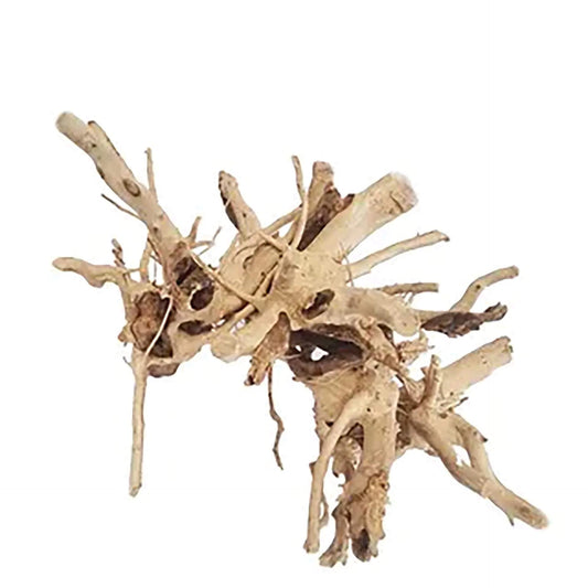 Congo Wood Medium 30cm