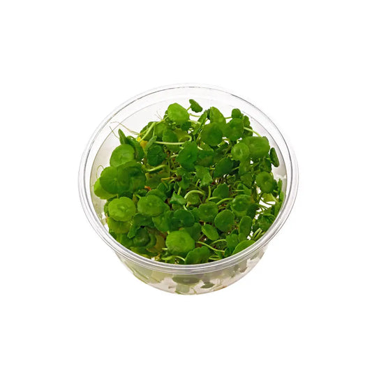 Tc - Hydocotyle Verticillata