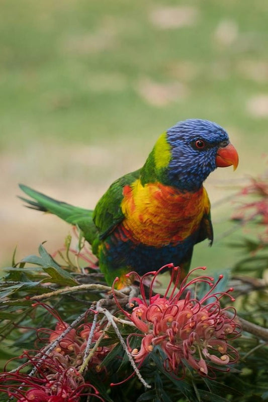 Colorful lorikeet perched on a branch with pink flowers in the background