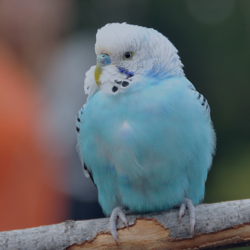 Aquabird Toowoomba