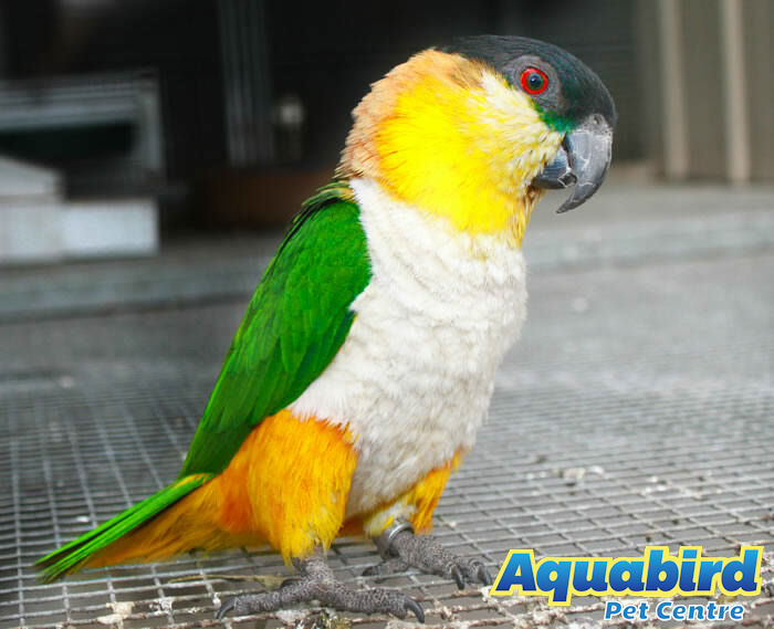 Aquabird Toowoomba
