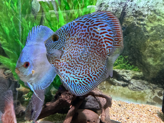 Sesame Street Big Bird Mini 8cm