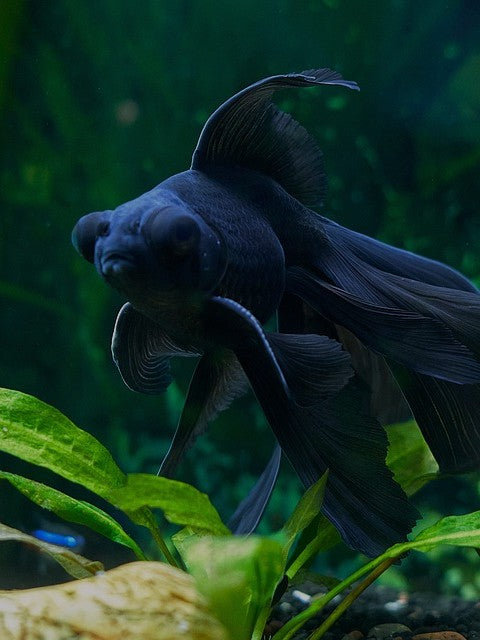 Click the black fish to visit our pet fish supplies page