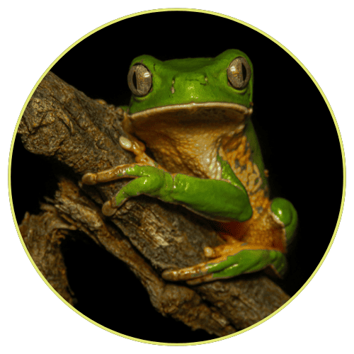 Green frog on a branch with a dark background