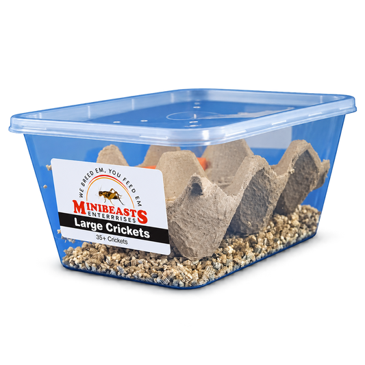 Minibeasts Large Live Crickets in a ventilated feeder insect tub, approximately 25–30mm in size.