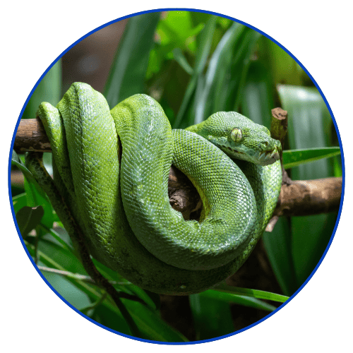 Click the green snake to visit our reptiles page