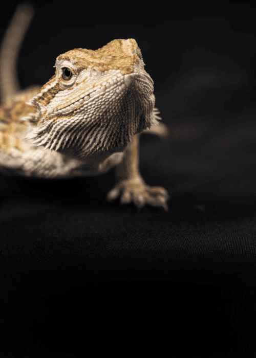 Close-up of a bearded dragon on a black background