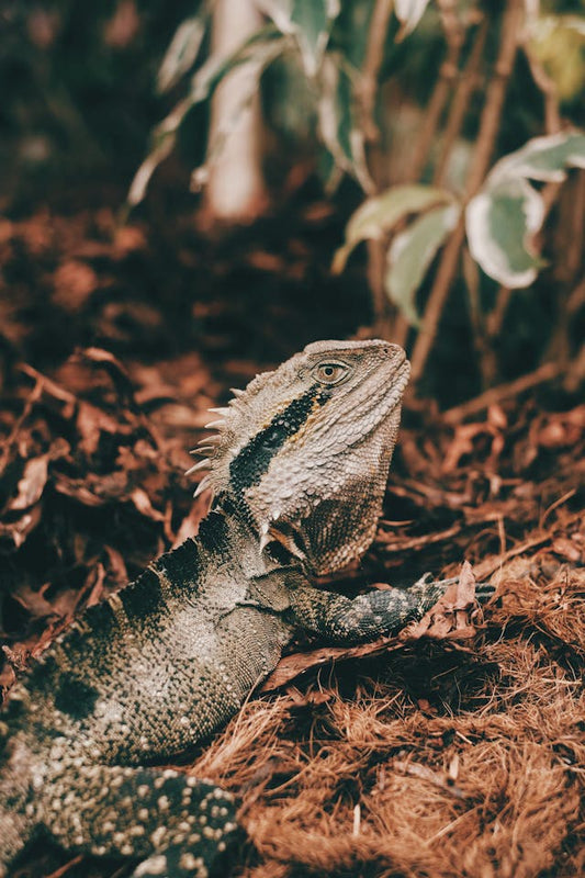 Lizard on a leafy background