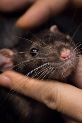 Close-up of a small rodent held in a person's hand