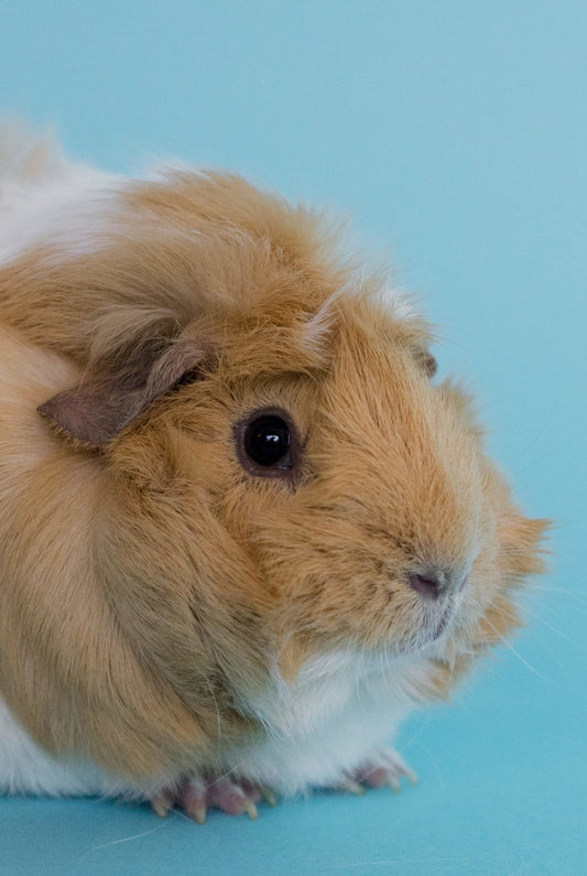 Click the guinea pig to visit our small animal enclosures page