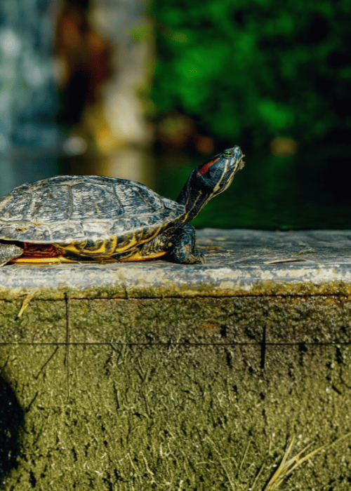 Turtle on a stone surface with a blurred natural background - click for turtle supplies
