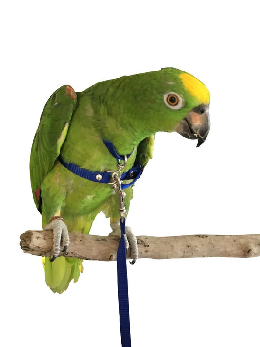 Mcdonald Bird Harness & Lead - Small