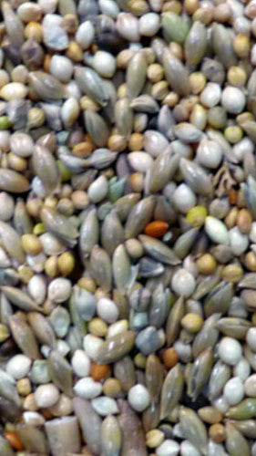 Avigrain Budgie Blue