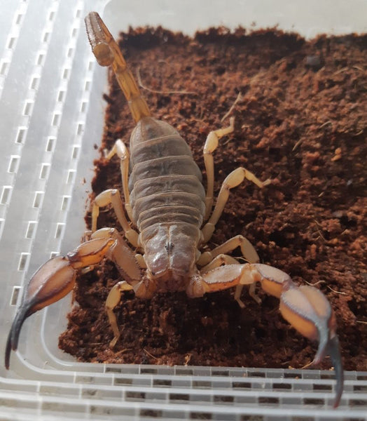 Flinders Ranges Scorpion (Urodacus elongatus)
