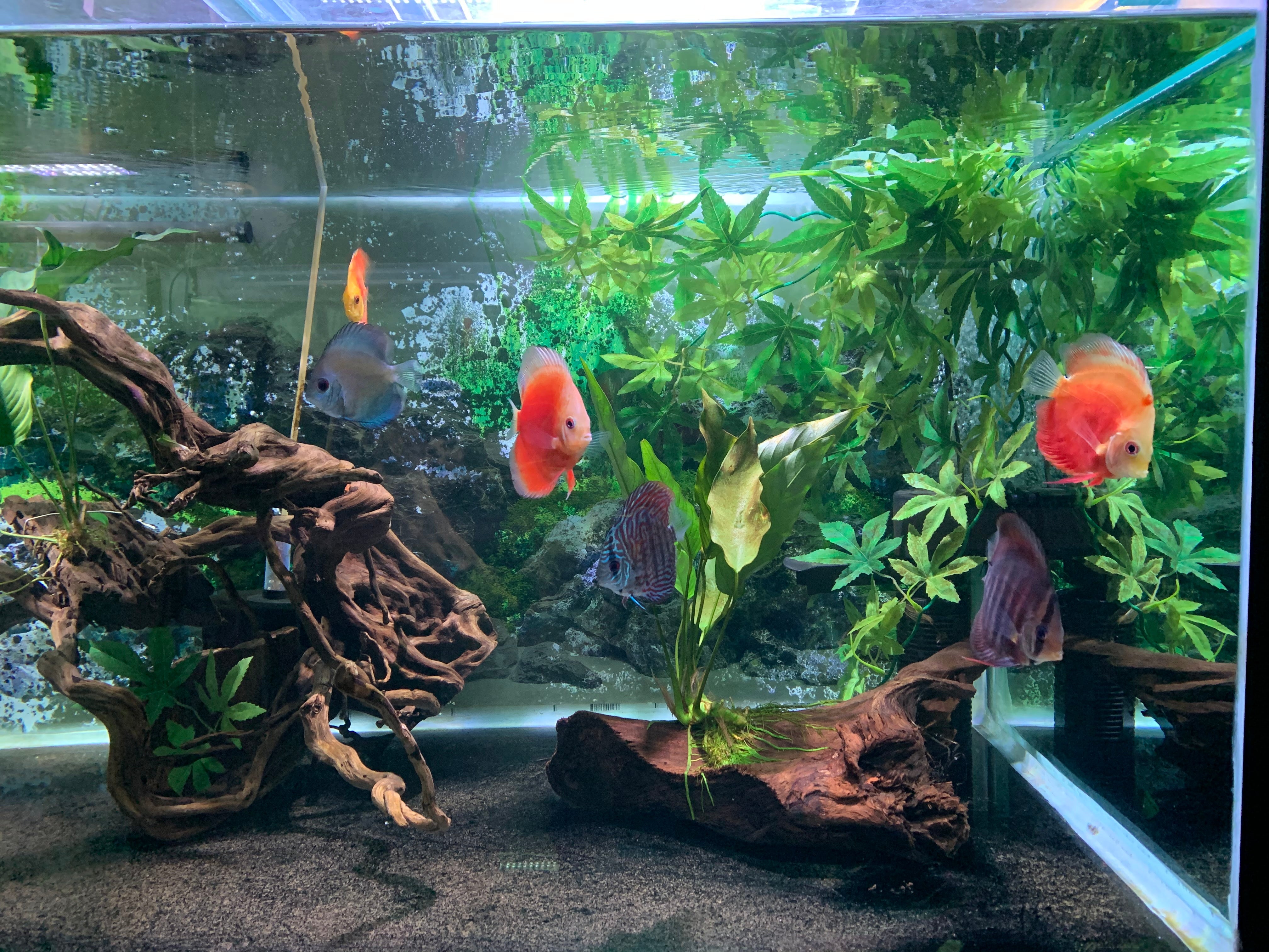 Small sales discus tank