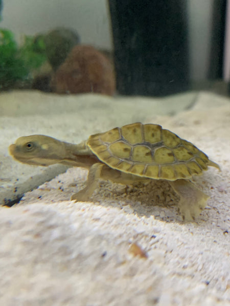 Caring for you Turtle