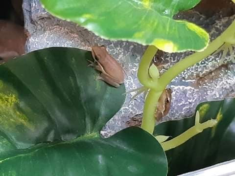 Northern Dwarf Tree Frogs (Litoria bicolor)