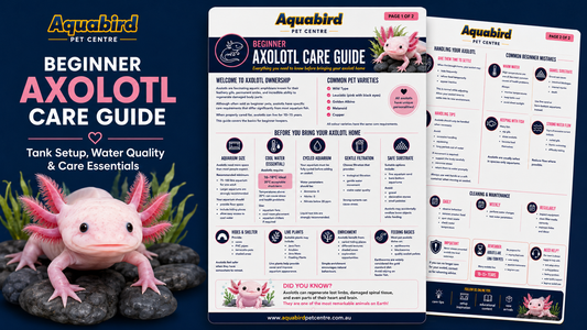 Beginner Axolotl Care Guide: Everything You Need to Know Before Bringing an Axolotl Home