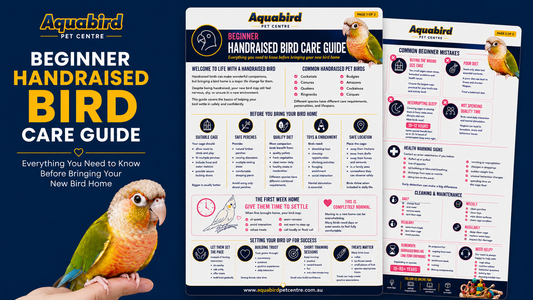 Beginner Handraised Bird Care Guide: Everything You Need to Know Before Bringing Your New Bird Home
