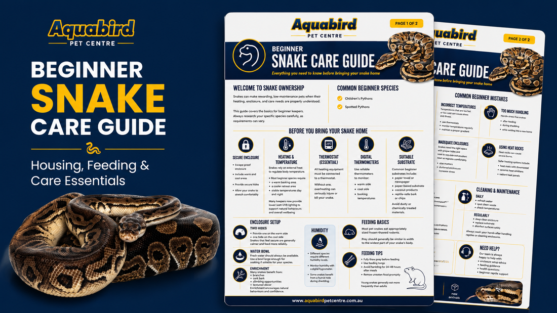 Beginner Snake Care Guide: Everything You Need to Know Before Bringing a Snake Home
