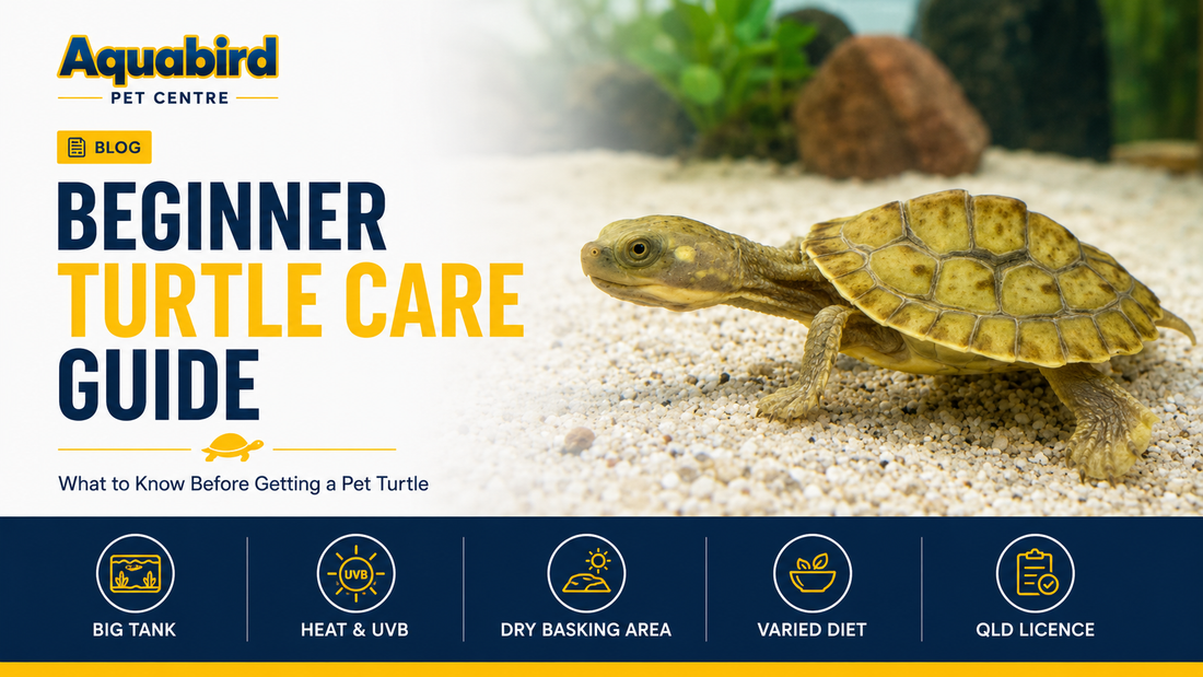 Beginner turtle care guide showing a young pet turtle in an aquarium with information about tank size, heat, UVB, basking areas, diet and Queensland licensing.