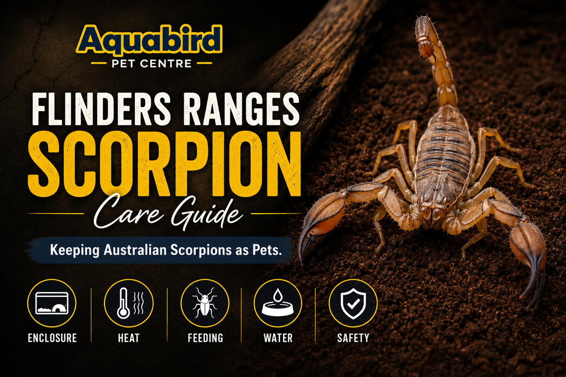 Flinders Ranges Scorpion care guide showing an Australian scorpion with care topics including enclosure, heat, feeding, water and safety.