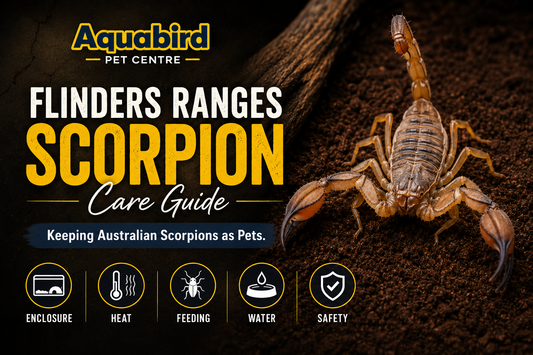 Flinders Ranges Scorpion care guide showing an Australian scorpion with care topics including enclosure, heat, feeding, water and safety.