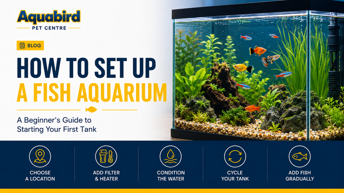 How to Set Up a Fish Aquarium: A Beginner's Guide to Starting Your First Tank