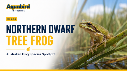 Northern Dwarf Tree Frog: A Tiny Australian Frog with a Big Voice