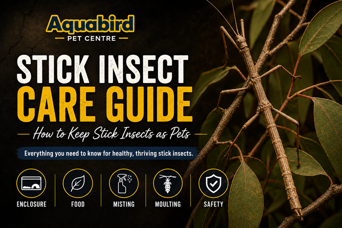 Stick insect care guide graphic showing a stick insect on leafy branches with key care topics including enclosure, food, misting, moulting and safety.