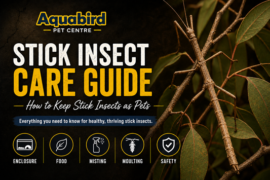 Stick insect care guide graphic showing a stick insect on leafy branches with key care topics including enclosure, food, misting, moulting and safety.
