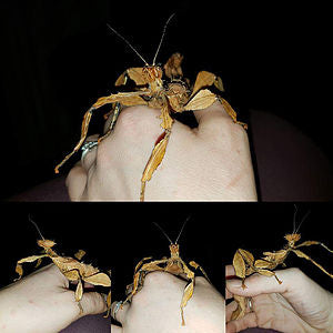 Keeping Stick Insects