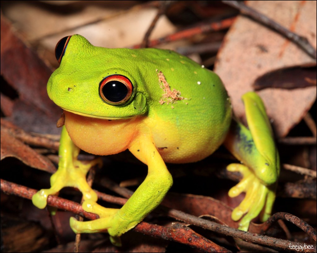 Frogs for sale Toowoomba