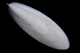 Cuttle Fish / Cuttlebone 