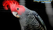 Nino's Java Bird Toy - Coco Robot