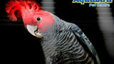 Nino's Java Bird Toy - Coco Robot