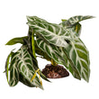 Reptile Plant Md Alocasia Green With Ceramic Base