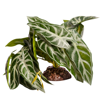 Reptile Plant Md Alocasia Green With Ceramic Base