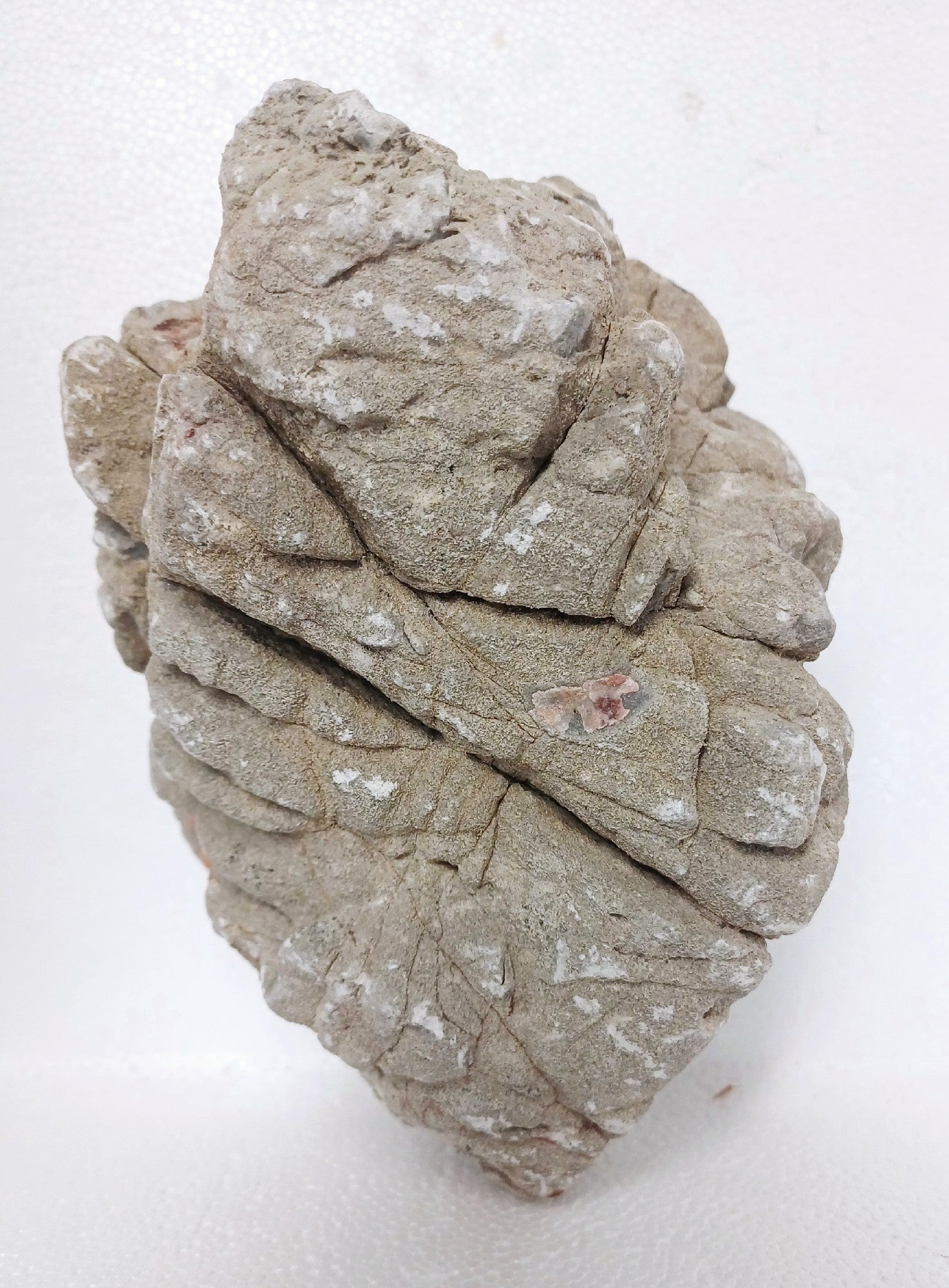 Luohan Rock 1kg