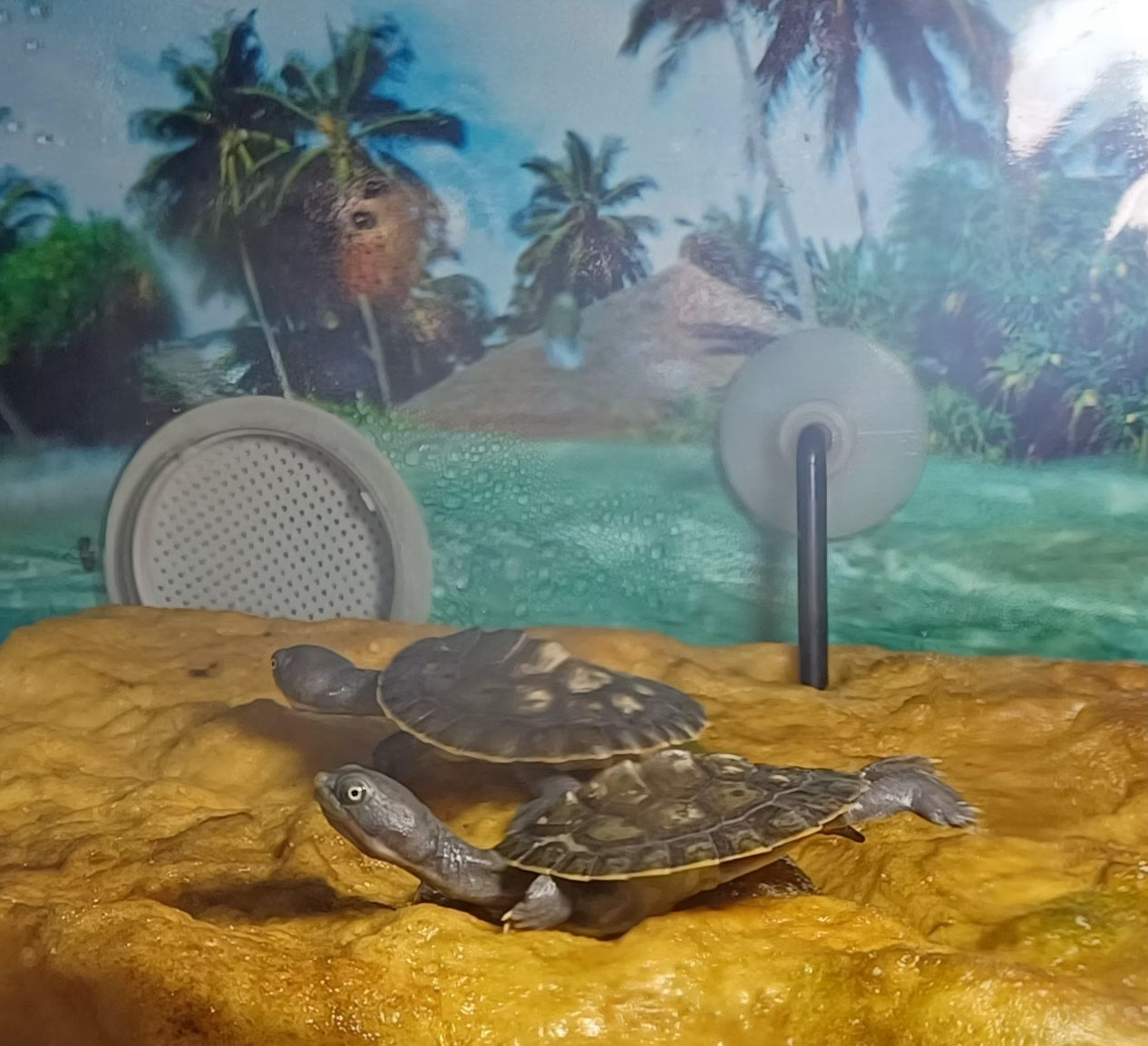 Urs Turtle Tank - Medium