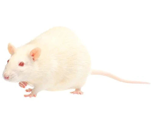 Raticool Rats Fuzzie 7 Pack