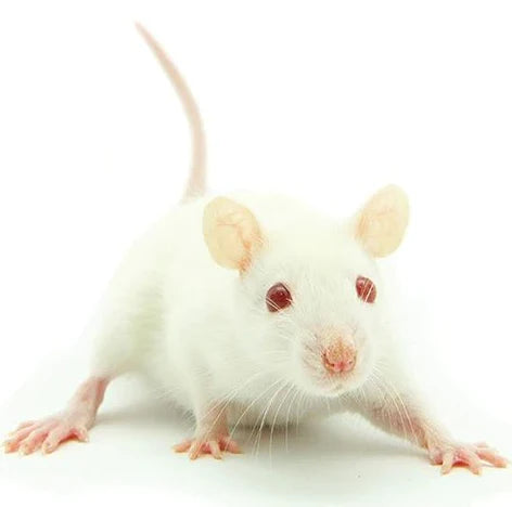 Raticool Mice Weaner 7 Pack