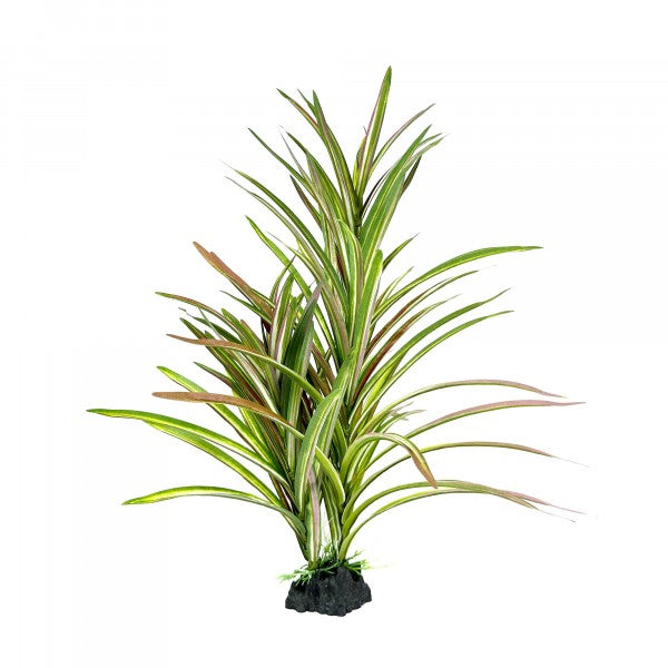 Upright Spinifex Xl 42cm